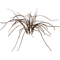 Allium vineale E winter