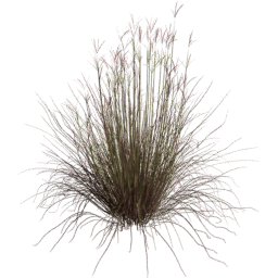 Andropogon gerardi A spring