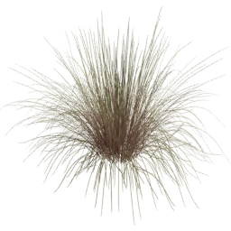 Andropogon gerardi B spring