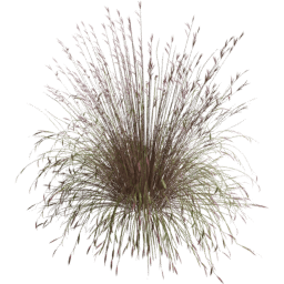 Andropogon gerardi C spring