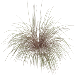 Andropogon gerardi D spring