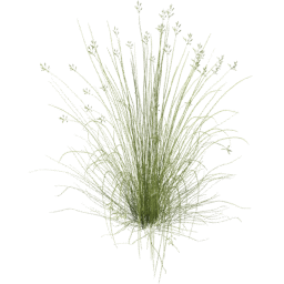 Bromus carinatus A spring