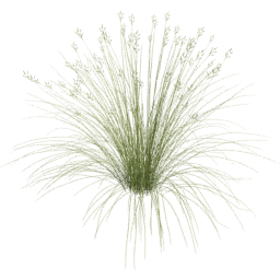 Bromus carinatus B spring