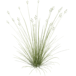 Bromus carinatus C spring
