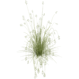 Bromus carinatus E spring