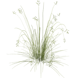 Bromus carinatus F spring