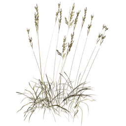 Bromus erectus A autumn