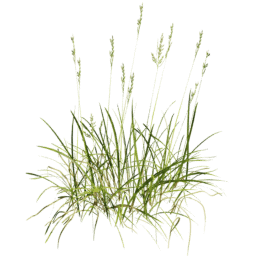 Bromus erectus A spring