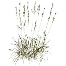 Bromus erectus A summer