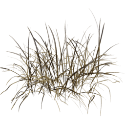 Bromus erectus A winter