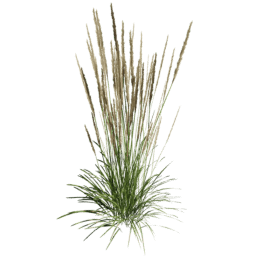 Calamagrostis acutiflora B spring summer