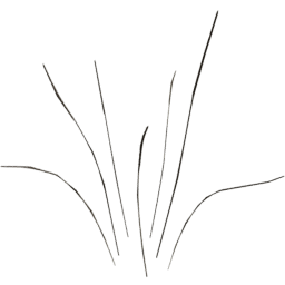 Calamagrostis acutiflora C spring summer