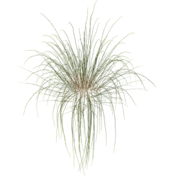 Calamagrostis arenaria A spring