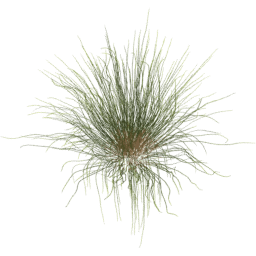 Calamagrostis arenaria B spring