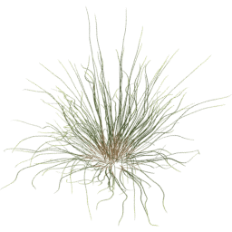 Calamagrostis arenaria C spring