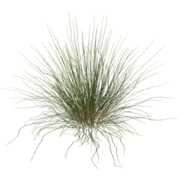 Calamagrostis arenaria D spring