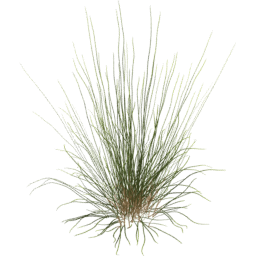 Calamagrostis arenaria E spring