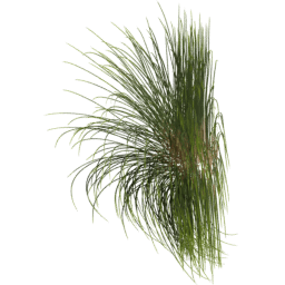 Calamagrostis arenaria F spring