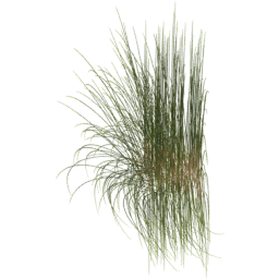 Calamagrostis arenaria G spring