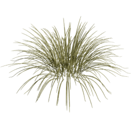 Carex oshimensis A spring