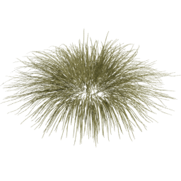 Carex oshimensis B spring