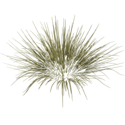 Carex oshimensis C spring