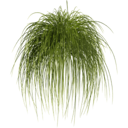 Carex pensylvanica A spring