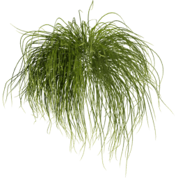 Carex pensylvanica B spring