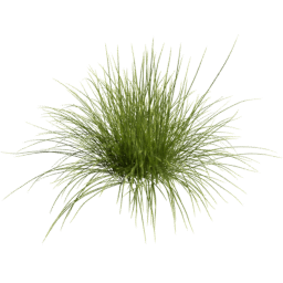 Carex pensylvanica C spring