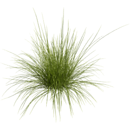 Carex pensylvanica D spring