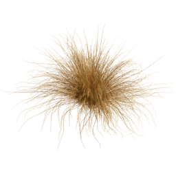 Carex testacea A spring