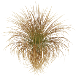 Carex testacea B spring