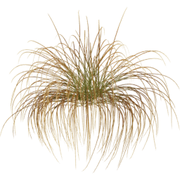 Carex testacea C spring