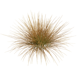 Carex testacea D spring