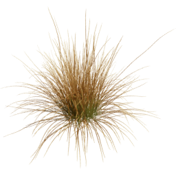 Carex testacea E spring