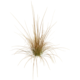 Carex testacea F spring