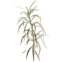 Cenchrus purpureus A autumn