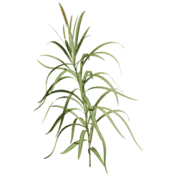 Cenchrus purpureus A spring summer