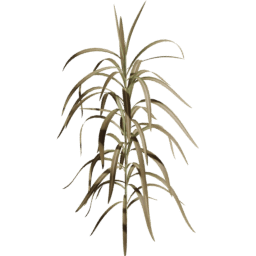 Cenchrus purpureus B autumn