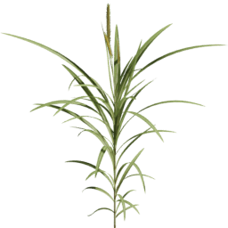 Cenchrus purpureus B spring summer