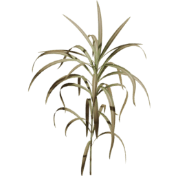 Cenchrus purpureus C autumn