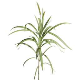 Cenchrus purpureus C spring summer