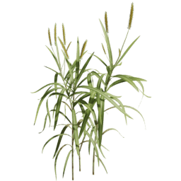 Cenchrus purpureus D spring summer