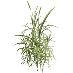 Cenchrus purpureus E spring summer