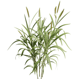 Cenchrus purpureus F spring summer