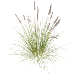 Cenchrus setaceus A spring