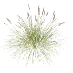 Cenchrus setaceus B spring