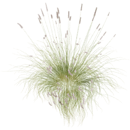 Cenchrus setaceus C spring