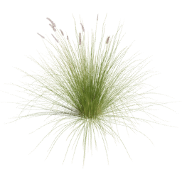 Cenchrus setaceus D spring