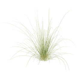 Cenchrus setaceus E spring